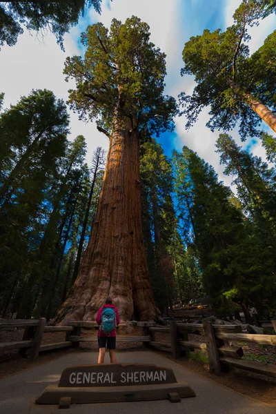 Turysta, podziwiając Giant Sequoia drzew General Sherman — Zdjęcie stockowe