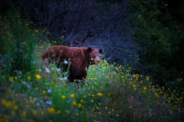 Urso preto selvagem no campo de flores — Fotografia de Stock