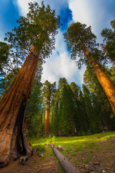 Giant Sequoia drzew o zachodzie słońca — Zdjęcie stockowe