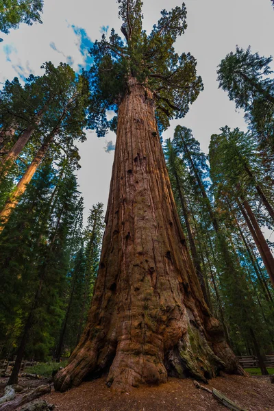 Największe drzewo na ziemi General Sherman — Zdjęcie stockowe