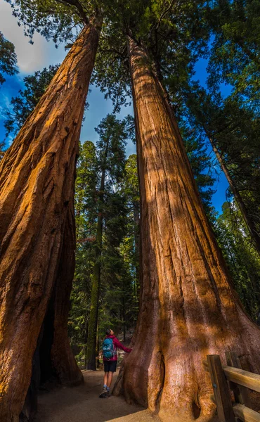 Turysta, podziwiając Giant Sequoia drzewa — Zdjęcie stockowe