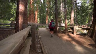 En büyük bilinen yaşayan tek kök ağaç üzerinde dünya Sequoia National Park, Sierra Nevada, Kaliforniya, ABD