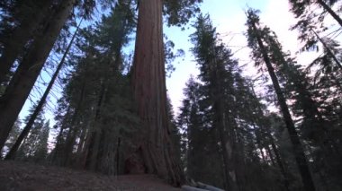 En büyük bilinen yaşayan tek kök ağaç üzerinde dünya Sequoia National Park, Sierra Nevada, Kaliforniya, ABD