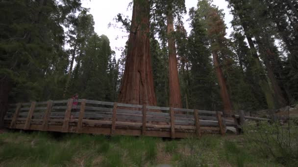 Maior árvore de tronco único viva conhecida no Earth Sequoia National Park, Sierra Nevada, Califórnia, EUA — Vídeo de Stock