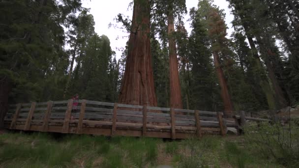 最大知られている生きている単一の茎ツリーに地球セコイア国立公園、山脈ネバダ州、カリフォルニア州、米国 — ストック動画