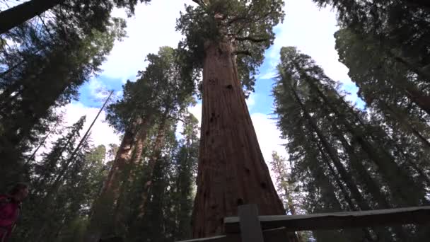 Största kända levande enda stam träd på jorden Sequoia National Park, Sierra Nevada, Kalifornien, Usa — Stockvideo