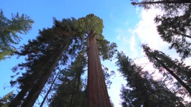 Dev Sekoya ağaçları dolly yerden yavaş