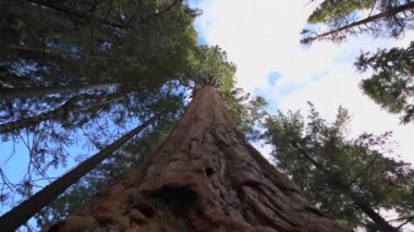 Dev Sekoya ağaçları dolly değil