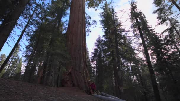 Caminhante andando em torno da árvore Sequoia gigante — Vídeo de Stock