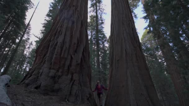 Senderista, admirando los árboles gigantes Sequoia cámara lenta — Vídeos de Stock