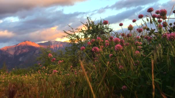 城堡岩三叶草花红杉国家公园夕阳垂直 — 图库视频影像
