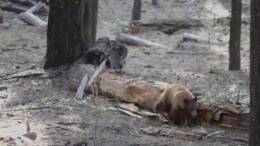 Yetişkin siyah ayı ve yavrusu Yosemite Milli Parkı California 