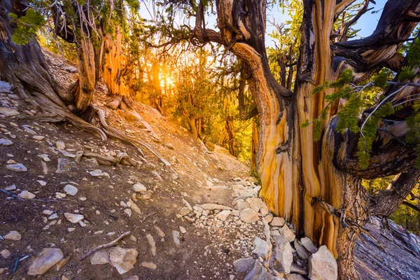 Arbres les plus anciens sur Terre Californie — Photo