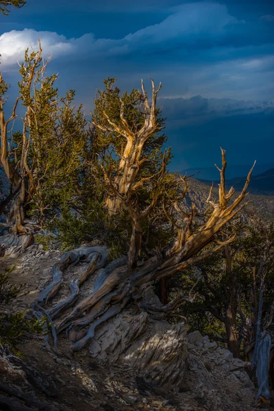 Antika borst Cone Pinte Great Basin — Stockfoto