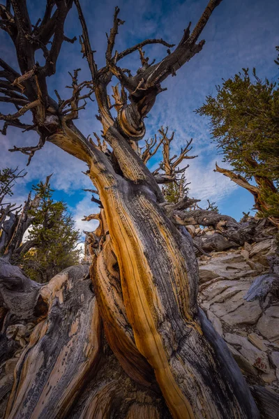 Ancient Bristle Cone Pinte Great Basin — Stock Photo, Image