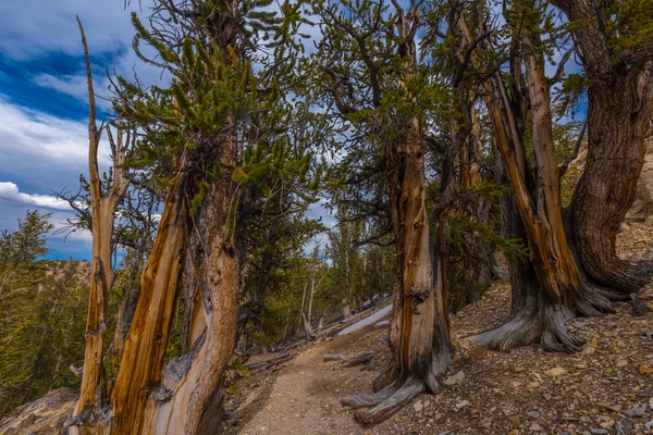 Alberi più vecchi sulla Terra California — Foto Stock