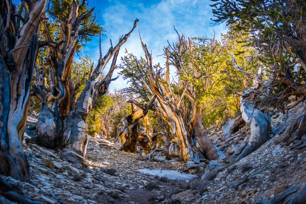 Antika borst Cone Pinte Great Basin — Stockfoto