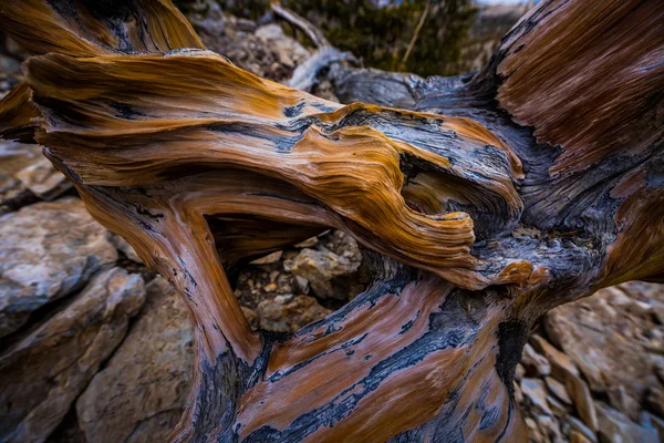 Bristlecone Pine Background — Stock Photo, Image