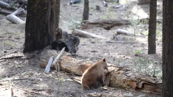 Urso preto adulto e um filhote Parque Nacional de Yosemite Califórnia — Vídeo de Stock