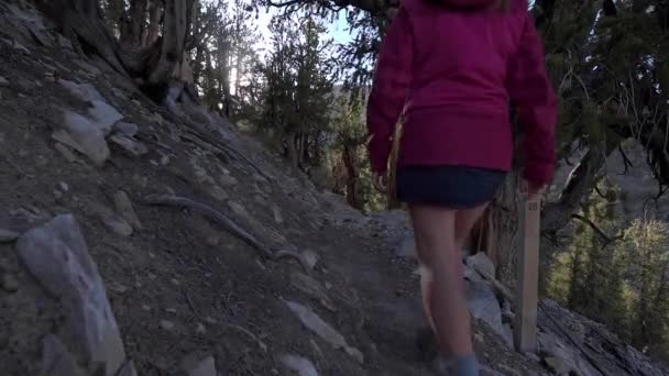 Senderismo Methuselah Trail loop — Vídeos de Stock