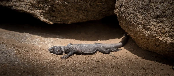 Chuckwalla Lizard Alabama Hills — Stock Photo, Image