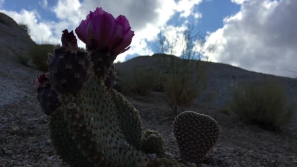 Prickly Pear Cactus Blossom — Stock Video