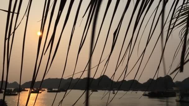 Port Cat Ba o zachodzie słońca — Wideo stockowe