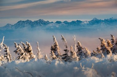 Polonya dağlarında kış - karla kaplı çam ağaçları ve yoğun bulutlar içindeki Tatra Dağları 