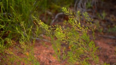 Kanyon otlar rüzgarda