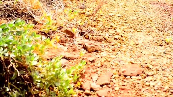 Lagarto no Canyon — Vídeo de Stock