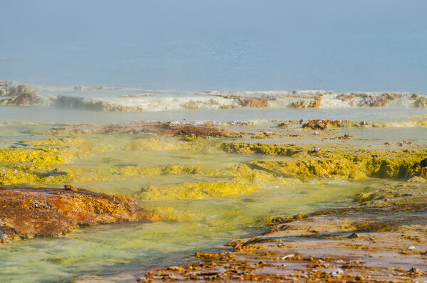 Geyser Bacteria Close-up