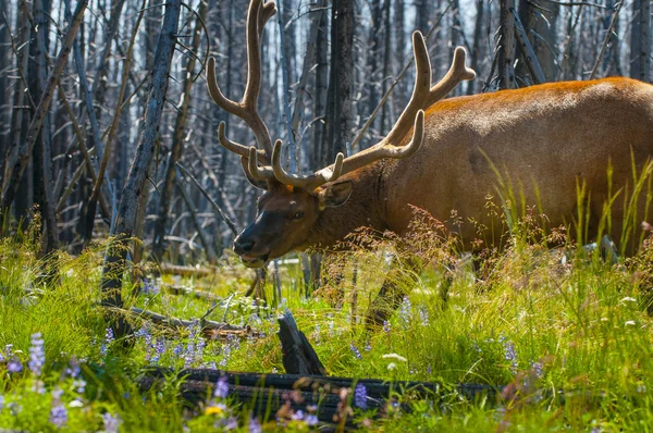 Vackra älg yellowstone nationalpark — Stockfoto