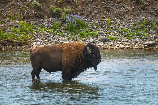 Wild Buffalo crossing a river — Stock Photo, Image
