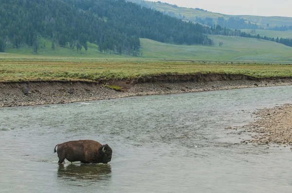 Buffalo selvagem atravessando um rio — Fotografia de Stock