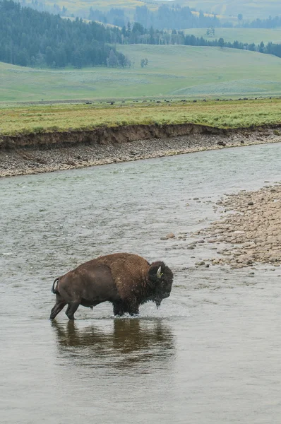 Buffalo selvagem atravessando um rio — Fotografia de Stock