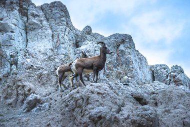 Badlands Bighorn koyun anne genç ile
