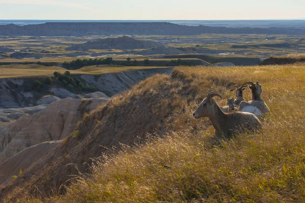 Ovelhas Bighorn em repouso Badlands National Park — Fotografia de Stock