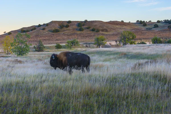 Badlands bisonte — Foto Stock