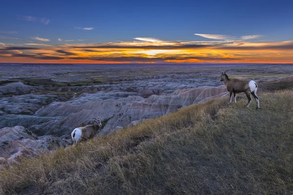 Badlands Bighorn — Stock Photo, Image