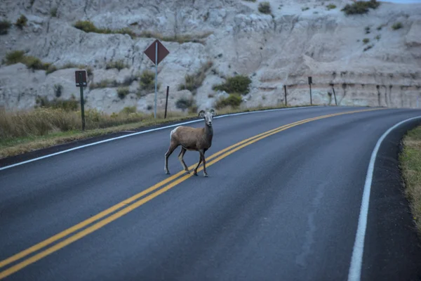 Sheep on the Street — Stock Photo, Image