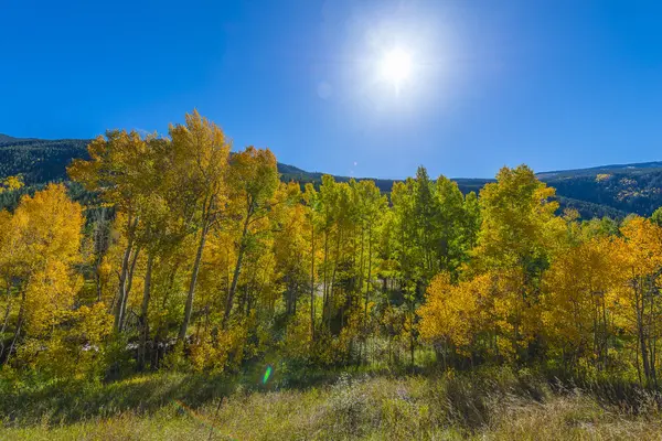 Cielo azul sobre árboles de otoño coloridos — Foto de Stock