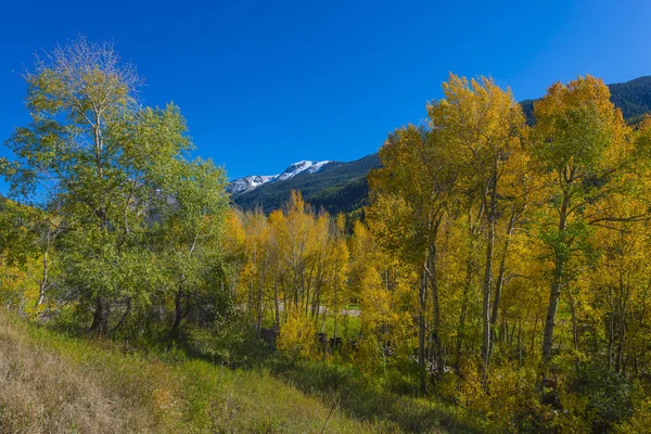 Blauwe hemel over kleurrijke Fall bomen — Stockfoto