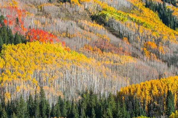 Beau fond d'automne — Photo