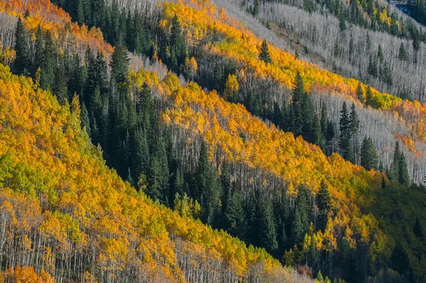 Beau fond d'automne — Photo