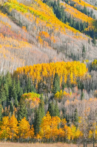 Beautiful Fall Background — Stock Photo, Image