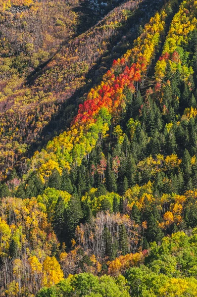 Herfst in colorado — Stockfoto