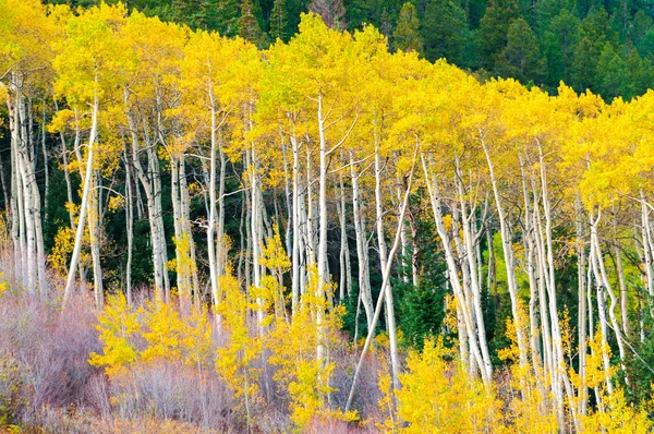 Een rij van aspen bomen in het hoogtepunt van de herfst kleuren — Stockfoto