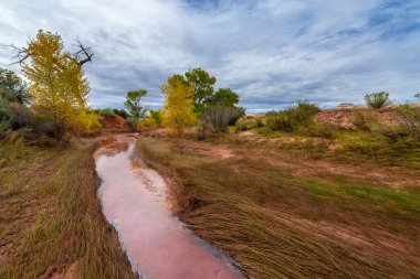 Güzel sonbahar Utah Canyonlands sonbahar manzara ağaçlar
