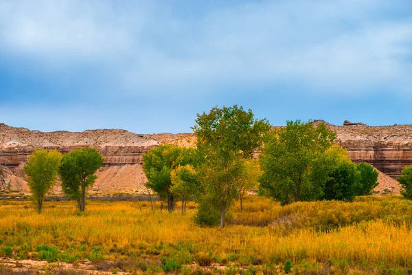 Podzimní stromy v krajině Fall Canyon Utah — Stock fotografie