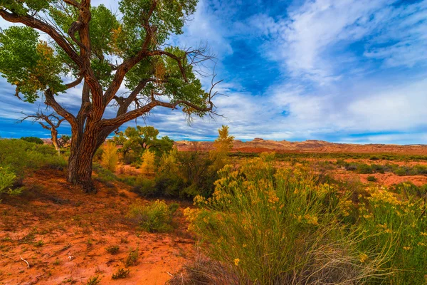 Autumn Tree in the Canyon - Utah Fall Landscape — Stock Photo, Image